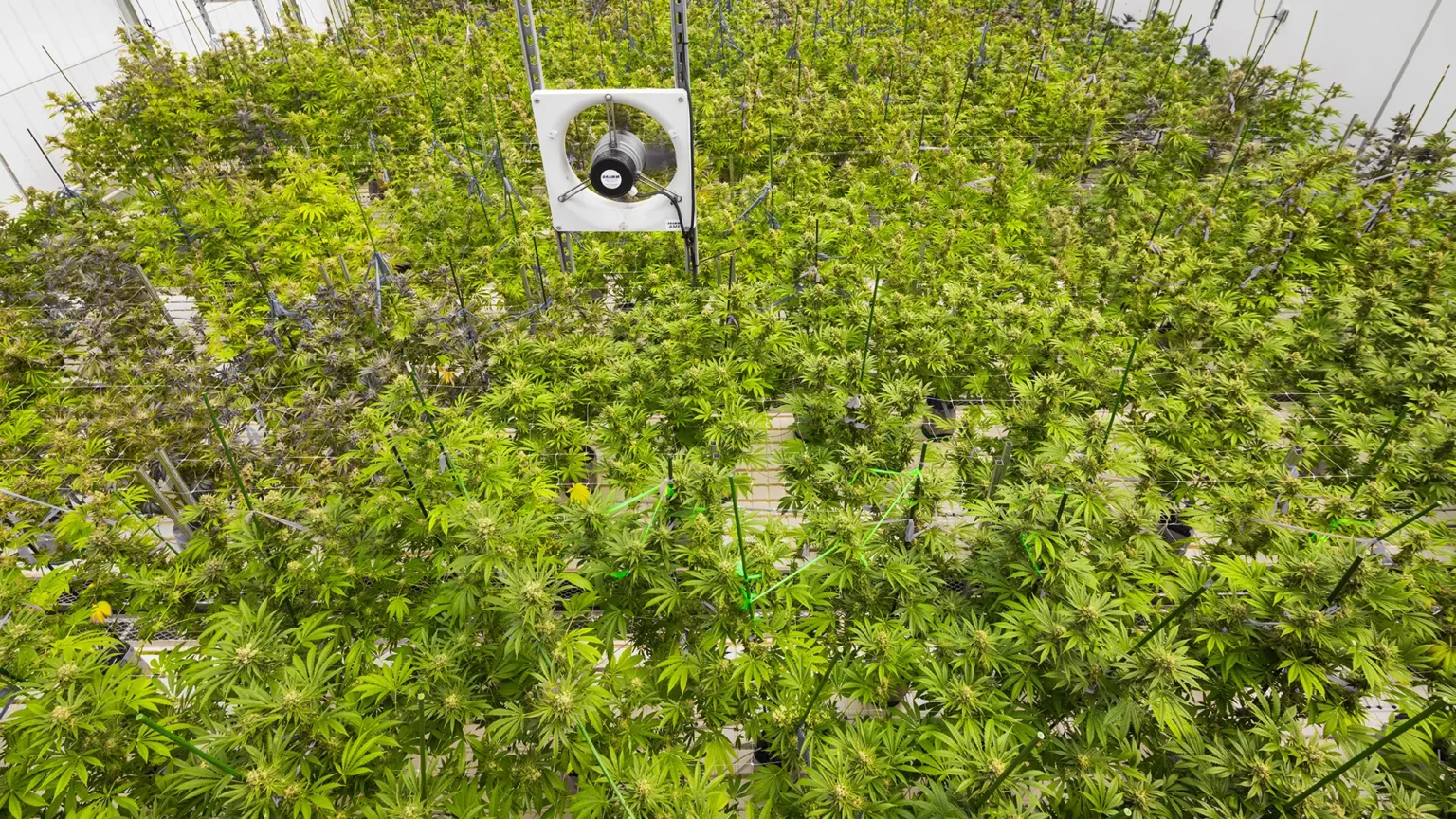 Mello Farm Cannabis Grow Hero Image slide #2